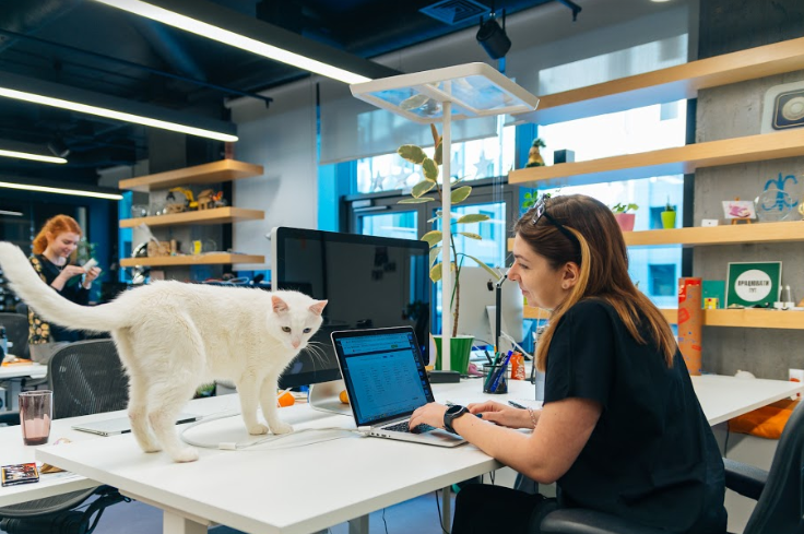 Від мурахи до собаки: які неймовірні тварини живуть в офісах та як компанії стати pet-friendly