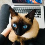 Working Remotely: how and why to live without an office